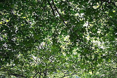 “养鸟”桌游《展翅翱翔》全新拓展“亚洲篇”公布预告 2025年夏季正式推出