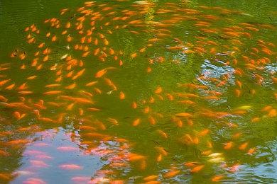 《SAMURAI MAIDEN -武士少女-》上市宣传片 12月1日发售